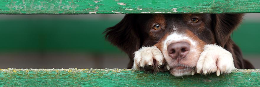 dog looking through a fence