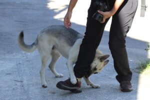 Dog biting leg of stranger.